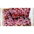 mejores uvas globales rojas xinjiang